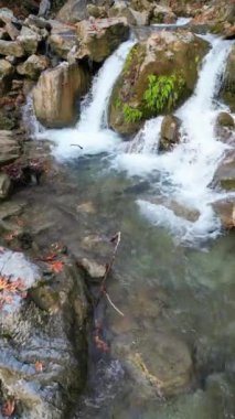 Ormanda şelale. Yüksek kalite 4k görüntü