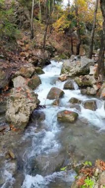 Ormanda şelale. Yüksek kalite 4k görüntü