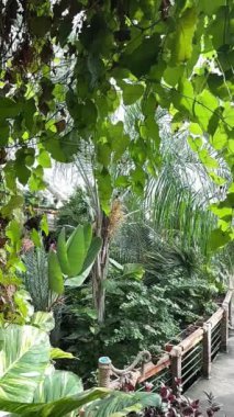 Tropikal kelebekler egzotik çiçek bitkileri. Yüksek kalite 4k görüntü