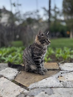 Sokak kedisi dinleniyor. Yüksek kalite fotoğraf