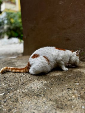 Sokak kedisi evin yakınında yemek yer. Yüksek kalite fotoğraf