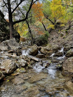 Dağ nehri sonbaharı ağaçlarla doludur. Yüksek kalite fotoğraf