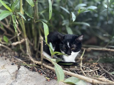Sokak kedisi dinleniyor. Yüksek kalite fotoğraf