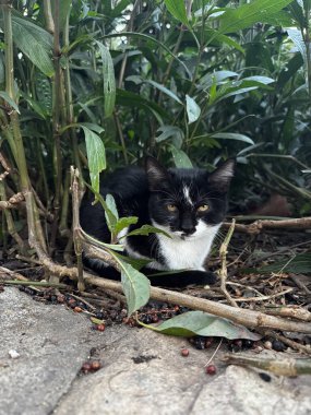 Sokak kedisi dinleniyor. Yüksek kalite fotoğraf