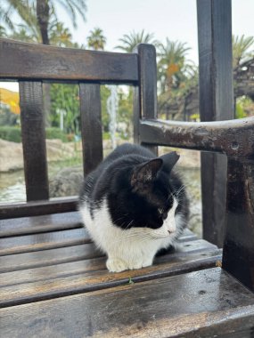 Sokak kedisi dinleniyor. Yüksek kalite fotoğraf