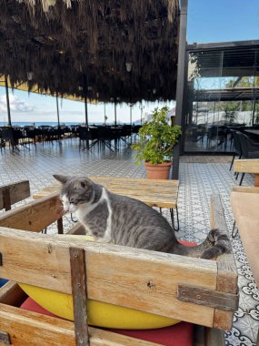 Sokak kedisi dinleniyor. Yüksek kalite fotoğraf