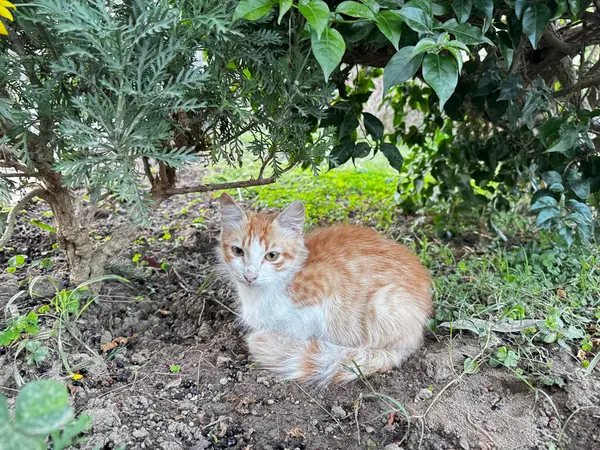 Sokak kedisi dinleniyor. Yüksek kalite fotoğraf