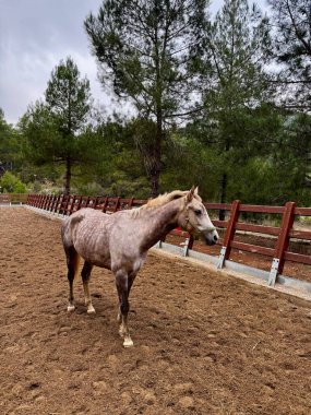 At sonbaharda çam ağaçlarında yürür. Yüksek kalite fotoğraf