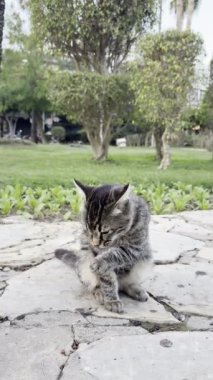 Sokak kedisi park bitkilerinde kendini yıkıyor. Yüksek kalite 4k görüntü 