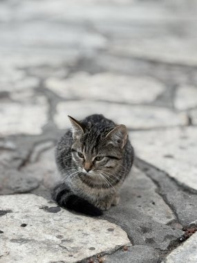 Sahilde kendi kendine yürüyen güzel bir kedi. Yüksek kalite fotoğraf