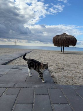 Sahilde kendi kendine yürüyen güzel bir kedi. Yüksek kalite fotoğraf