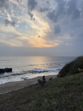 Horoz ve tavuk doğada deniz manzaralı. Yüksek kalite fotoğraf