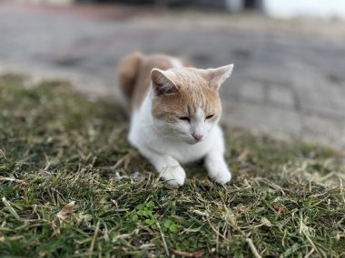 Doğadaki sevimli kedi yeşil bitkiler. Yüksek kalite fotoğraf