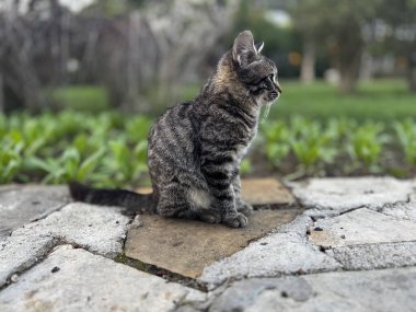 Sokak kedisi dinleniyor. Yüksek kalite fotoğraf