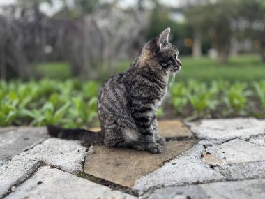 Sokak kedisi dinleniyor. Yüksek kalite fotoğraf