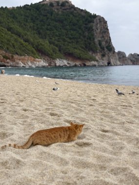 Kumlu sahilde kedi avlayan kuş. Yüksek kalite fotoğraf