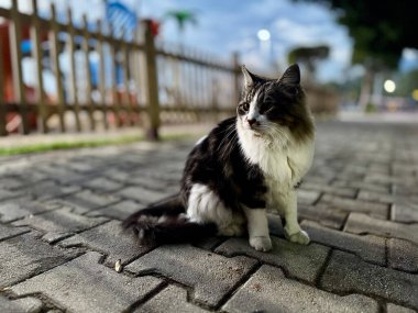 Sokak kedisi akşam kentinde yürüyor. Yüksek kalite fotoğraf