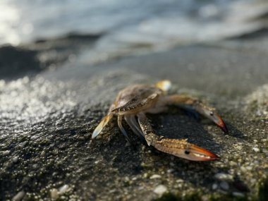 Yengeç deniz sahilinde kapanıyor. Yüksek kalite fotoğraf