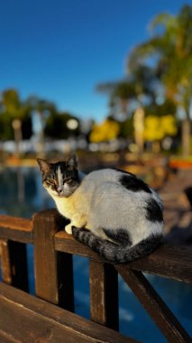 Sokak kedisi yürüyor. Yüksek kalite fotoğraf