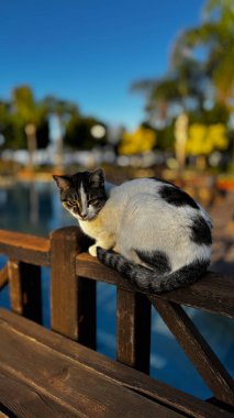 Sokak kedisi yürüyor. Yüksek kalite fotoğraf