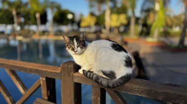 Sokak kedisi yürüyor. Yüksek kalite fotoğraf