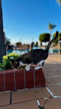 Sokak kedisi yürüyor. Yüksek kalite fotoğraf
