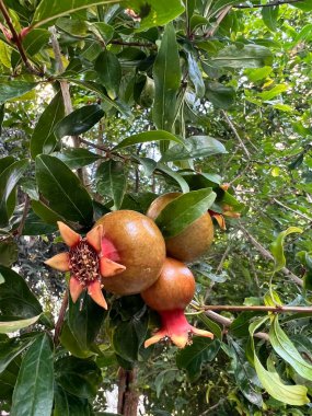 Ağaca yakın vitaminlerde nar. Yüksek kalite fotoğraf