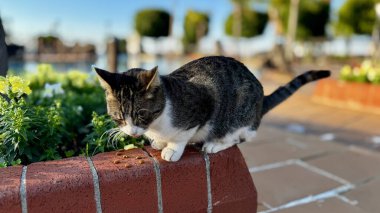 street cat walking. High quality photo clipart