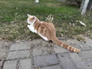 Doğadaki sevimli kedi yeşil bitkiler. Yüksek kalite fotoğraf