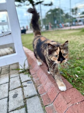Parktaki kedi. Komik renk. Eşsiz. Yüksek kalite fotoğraf
