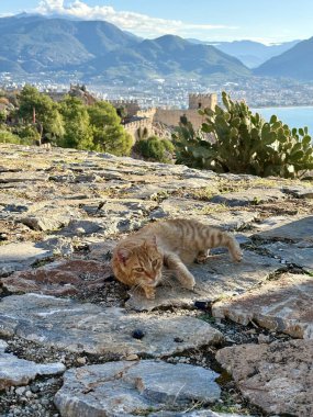 Deniz kıyısı kartpostalında kızıl kedi. Yüksek kalite fotoğraf