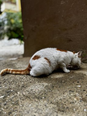 Sokak kedisi evin yakınında yemek yer. Yüksek kalite fotoğraf
