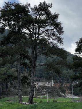 Dağlardaki büyük çam ağacı yeşil çimen arka planda. Yüksek kalite fotoğraf