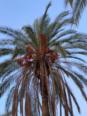 meyve ağaçları yaz meyveleri dinlenme bahçesi. Yüksek kalite fotoğraf