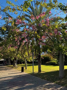 Egzotik ağaçlar parkı sokağı. Yüksek kalite fotoğraf