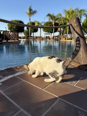 Sokak kedisi yer. Yüksek kalite fotoğraf