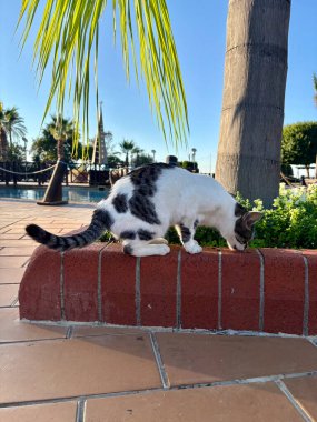 Sokak kedisi yer. Yüksek kalite fotoğraf