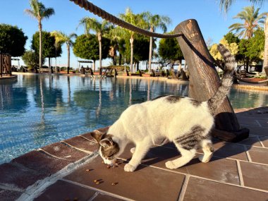 Sokak kedisi yer. Yüksek kalite fotoğraf