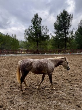 At çiftlikte doğa ormanında. Yüksek kalite fotoğraf