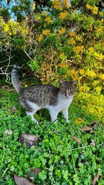 Sokak kedisi yürüyor. Yüksek kalite fotoğraf