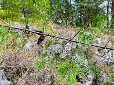 Arka plandaki kaya fabrikası doğayı kapatıyor. Yüksek kalite fotoğraf