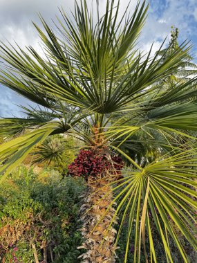 meyve ağaçları yaz meyveleri dinlenme bahçesi. Yüksek kalite fotoğraf