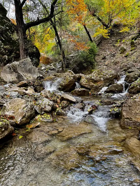 Dağ nehri sonbaharı ağaçlarla doludur. Yüksek kalite fotoğraf