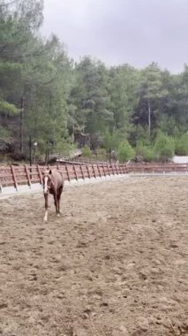 İnsansız at çiftliği doğası. Yüksek kalite 4k görüntü