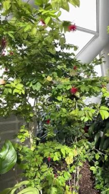 Tropikal kelebekler egzotik çiçek bitkileri. Yüksek kalite 4k görüntü