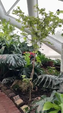 Tropikal kelebekler egzotik çiçek bitkileri. Yüksek kalite 4k görüntü