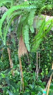 Tropikal kelebekler egzotik çiçek bitkileri. Yüksek kalite 4k görüntü