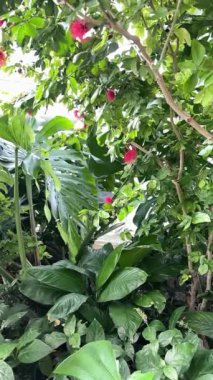 Tropikal kelebekler egzotik çiçek bitkileri. Yüksek kalite 4k görüntü