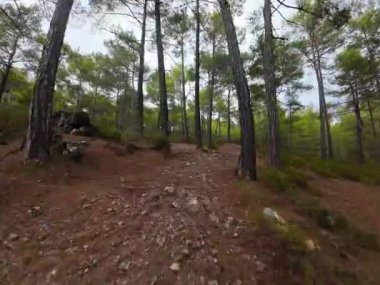 Sonbahar kozalaklı çam ormanları İHA 'larla uçuyor. Yüksek kaliteli FullHD görüntüler