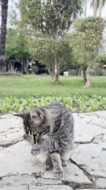 Sokak kedisi park bitkilerinde kendini yıkıyor. Yüksek kalite 4k görüntü 